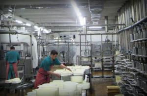 На Алтае приступили к изготовлению нового сорта сыра